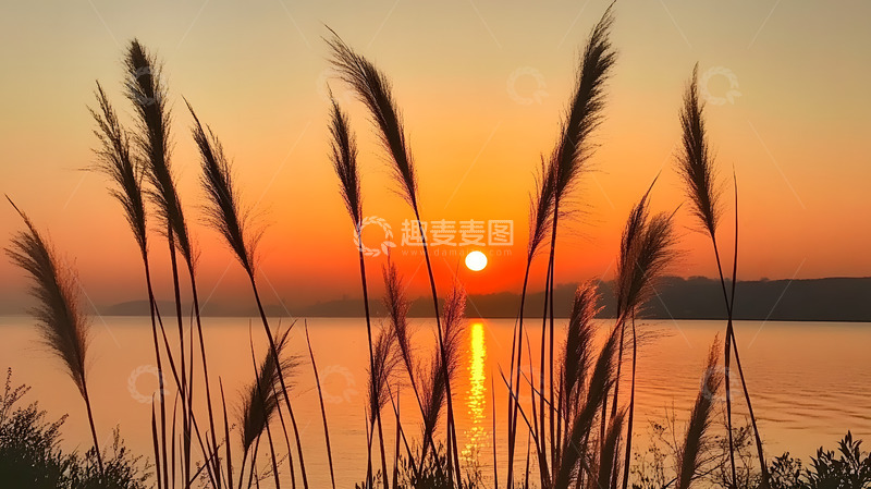高清大图下载【趣麦麦图】日落河岸的狗尾巴草2