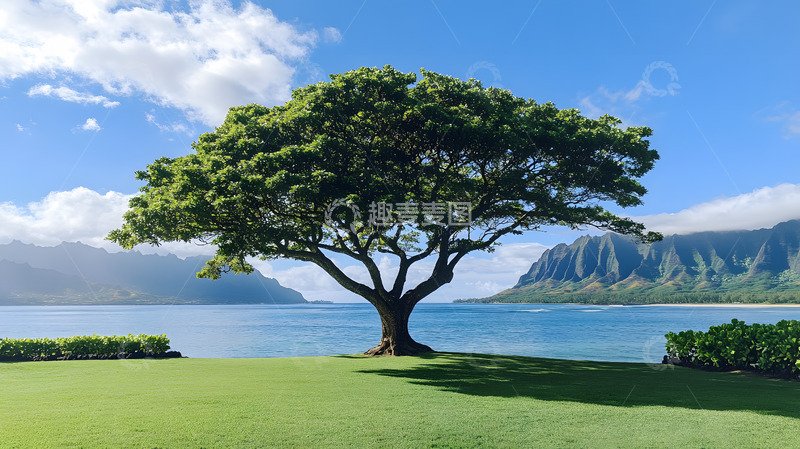 高清大图下载【趣麦麦图】夏日海边大树