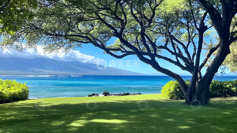 高清大图下载【趣麦麦图】夏日海边大树1