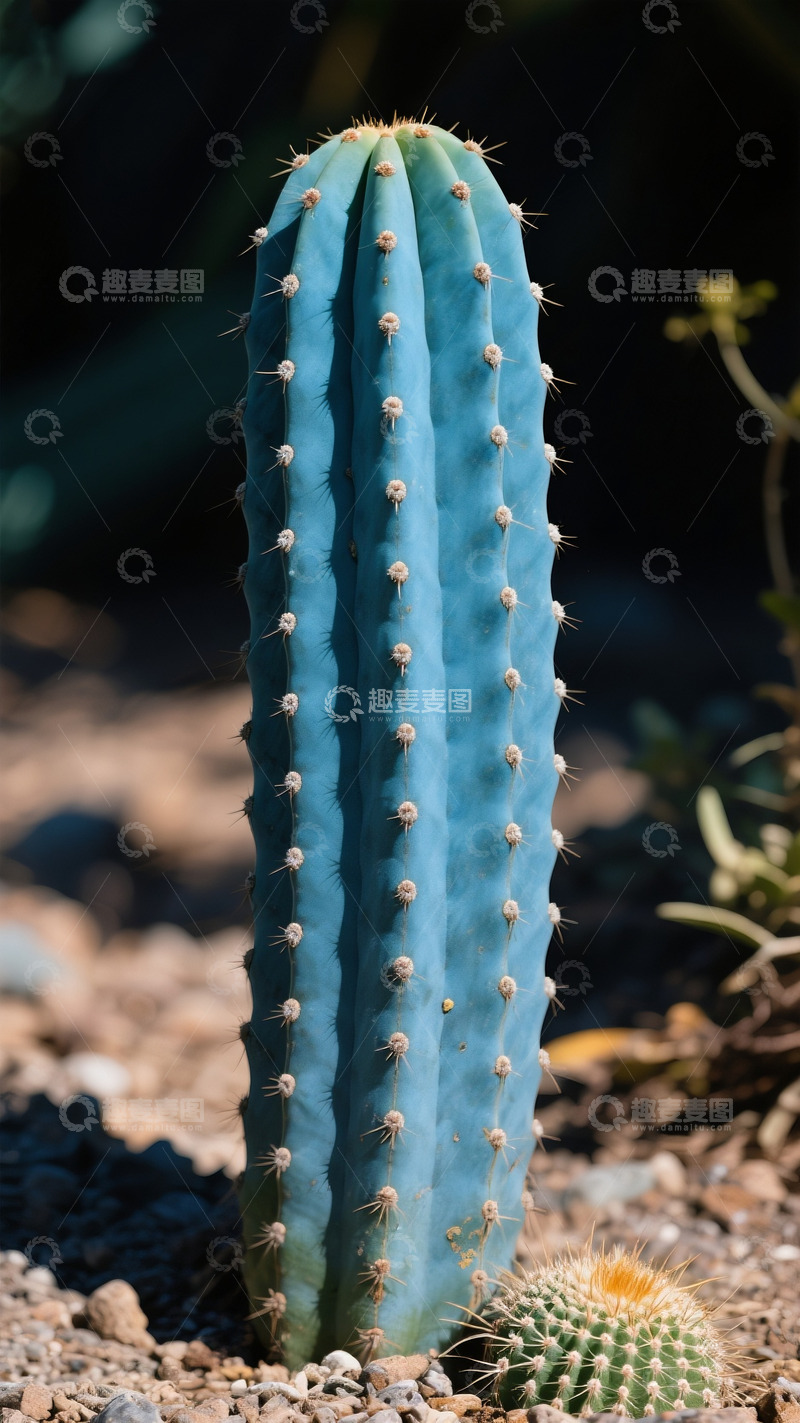 高清大图下载【趣麦麦图】植物高清写真仙人掌仙人柱蓝柱2