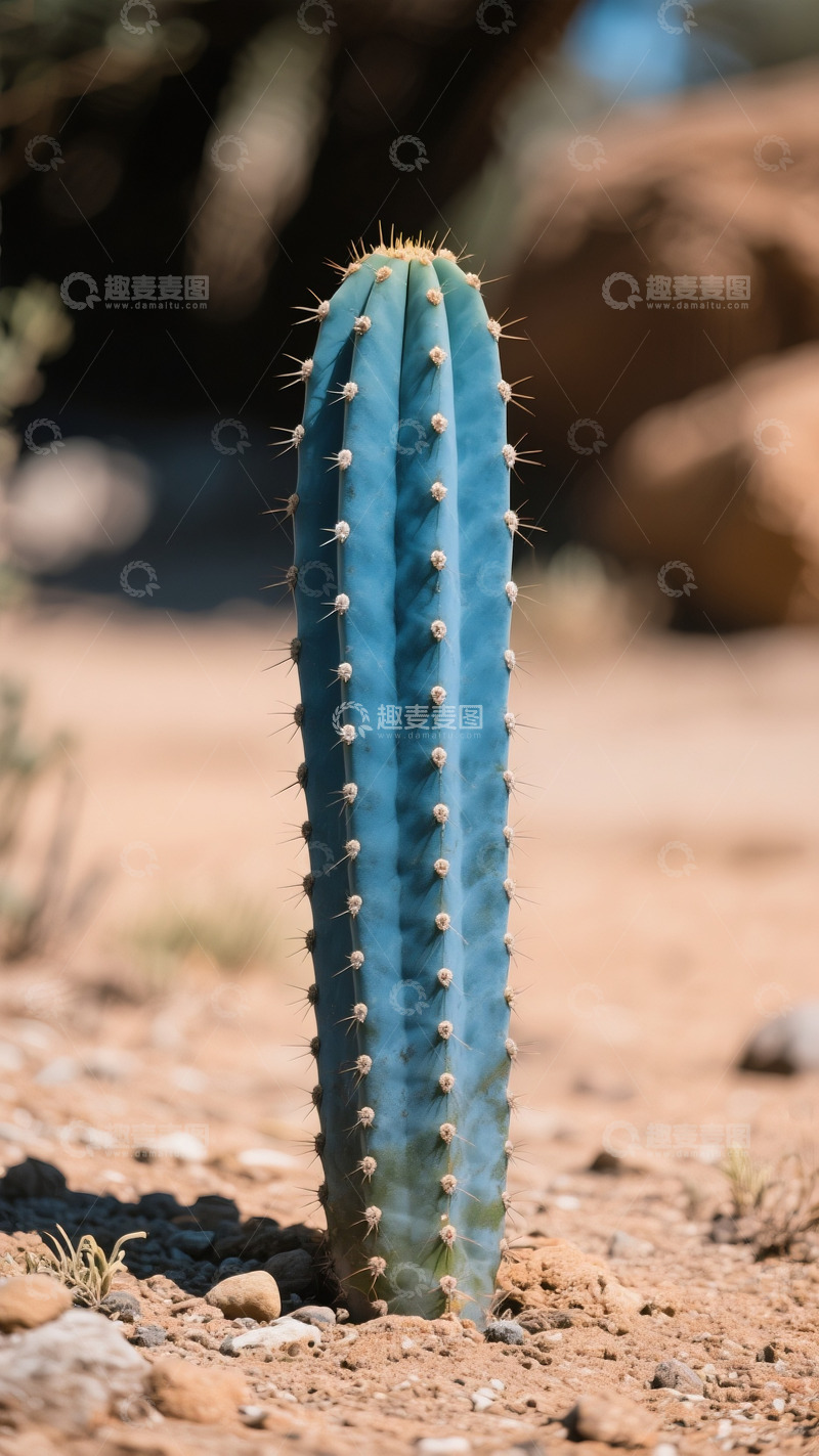 高清大图下载【趣麦麦图】植物高清写真仙人掌仙人柱蓝柱1