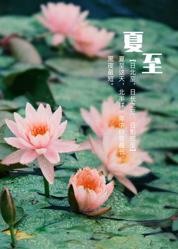 简约清雅翠绿莲花叶子夏天夏至素材海报