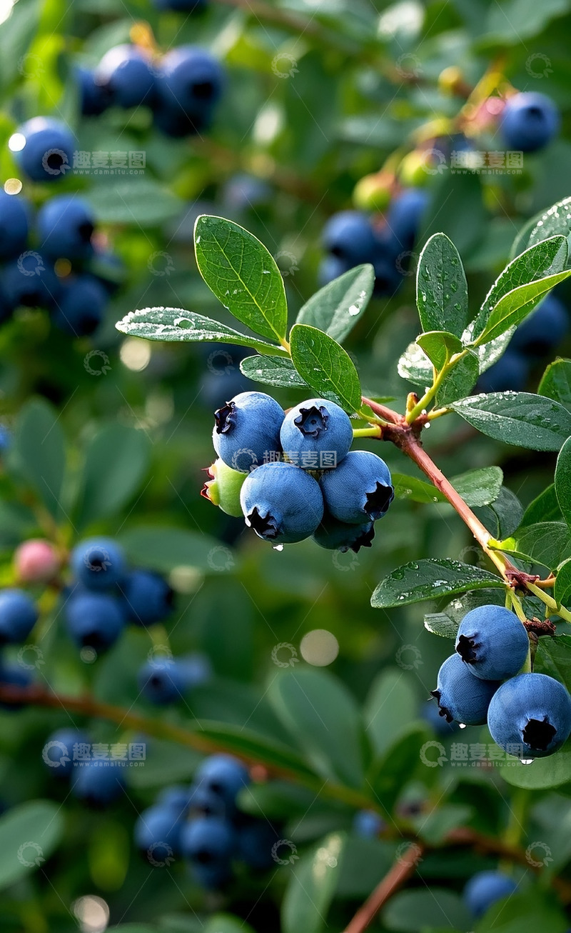 高清大图下载【趣麦麦图】蓝莓8