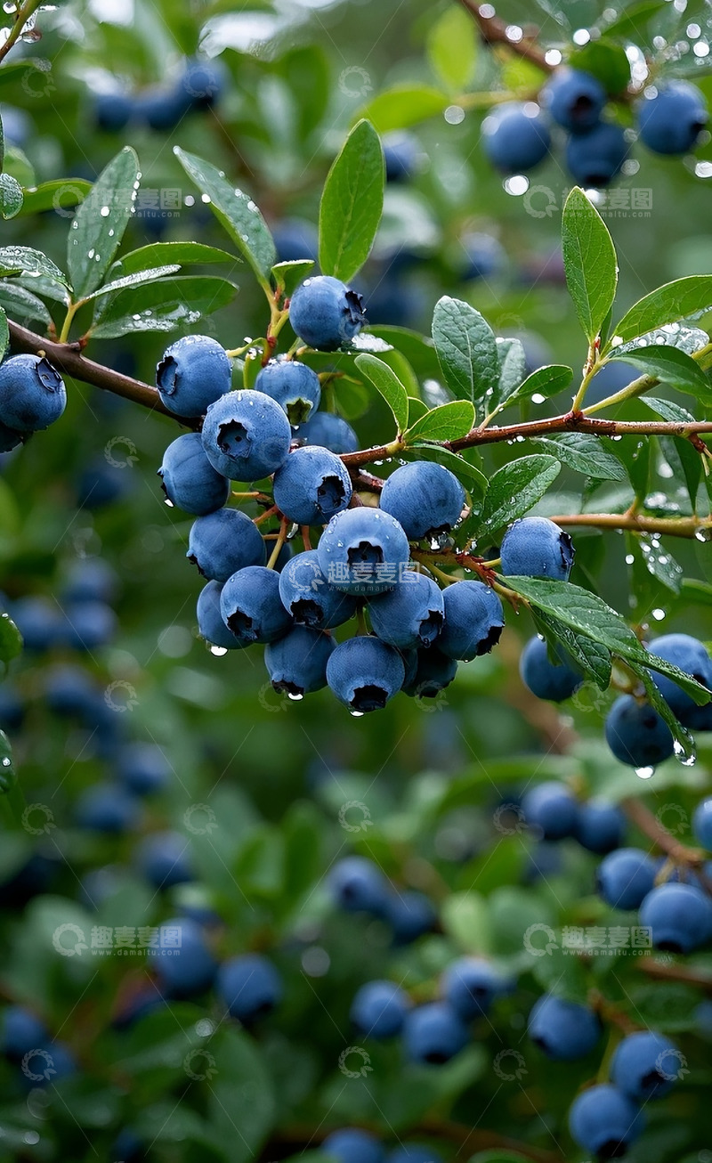 高清大图下载【趣麦麦图】蓝莓12