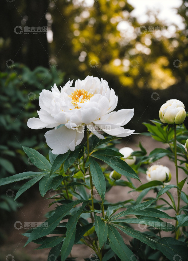 高清大图下载【趣麦麦图】白色牡丹花卉AI插画海报图片素材17