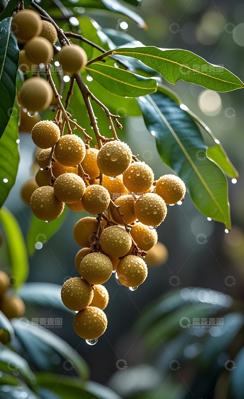 高清大图下载【趣麦麦图】龙眼2