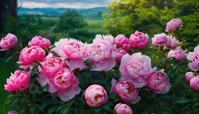 高清大图下载【趣麦麦图】红色牡丹花卉AI插画海报图片素材37