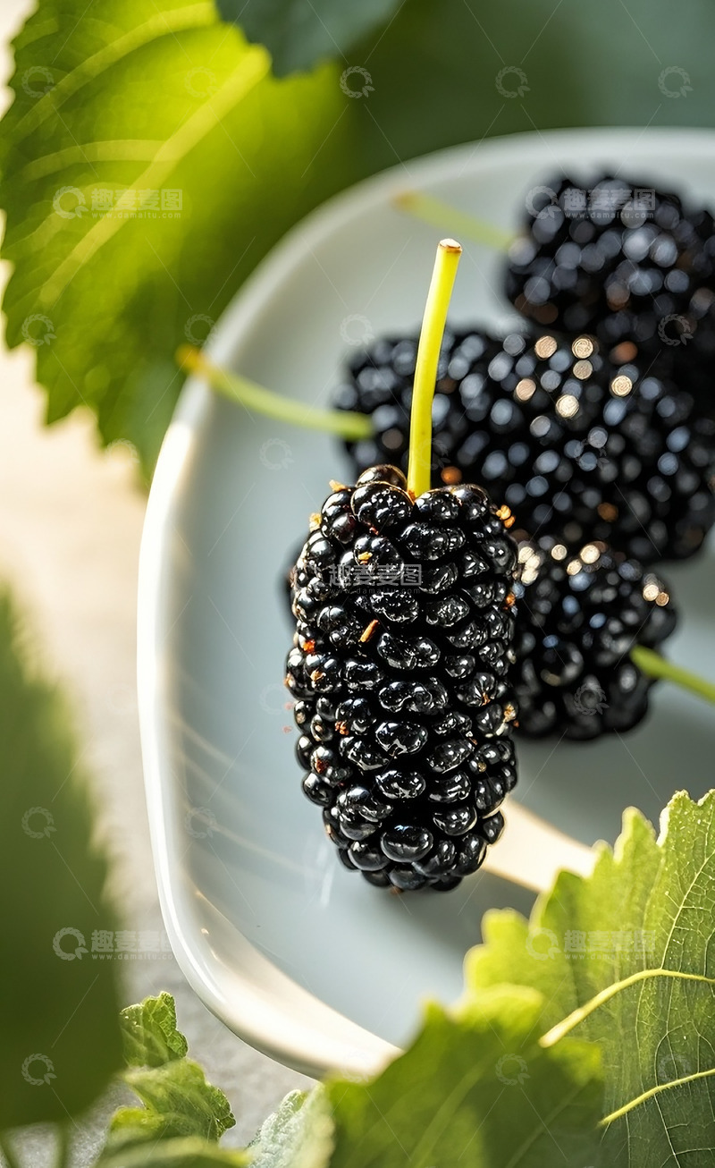 高清大图下载【趣麦麦图】桑葚21