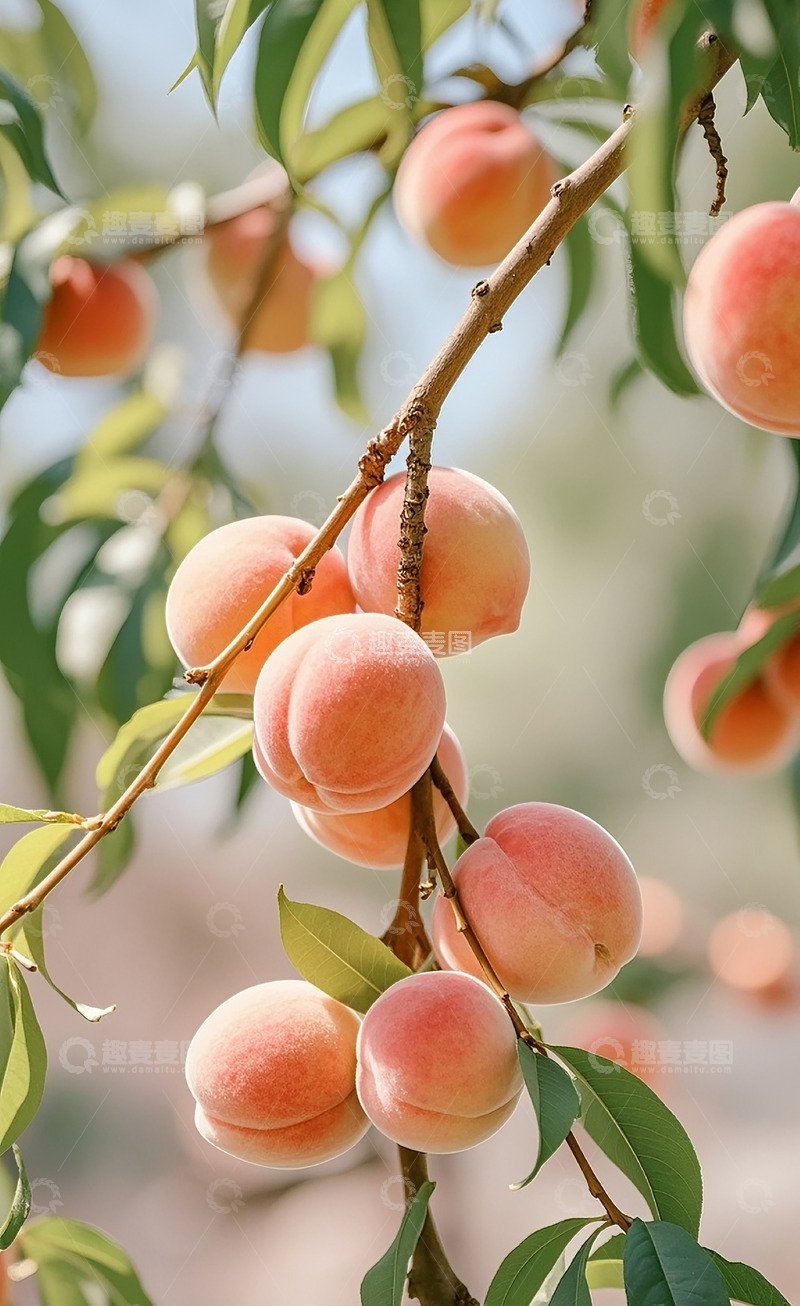 高清大图下载【趣麦麦图】新鲜的水蜜桃31