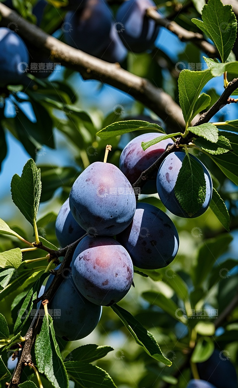 高清大图下载【趣麦麦图】西梅2