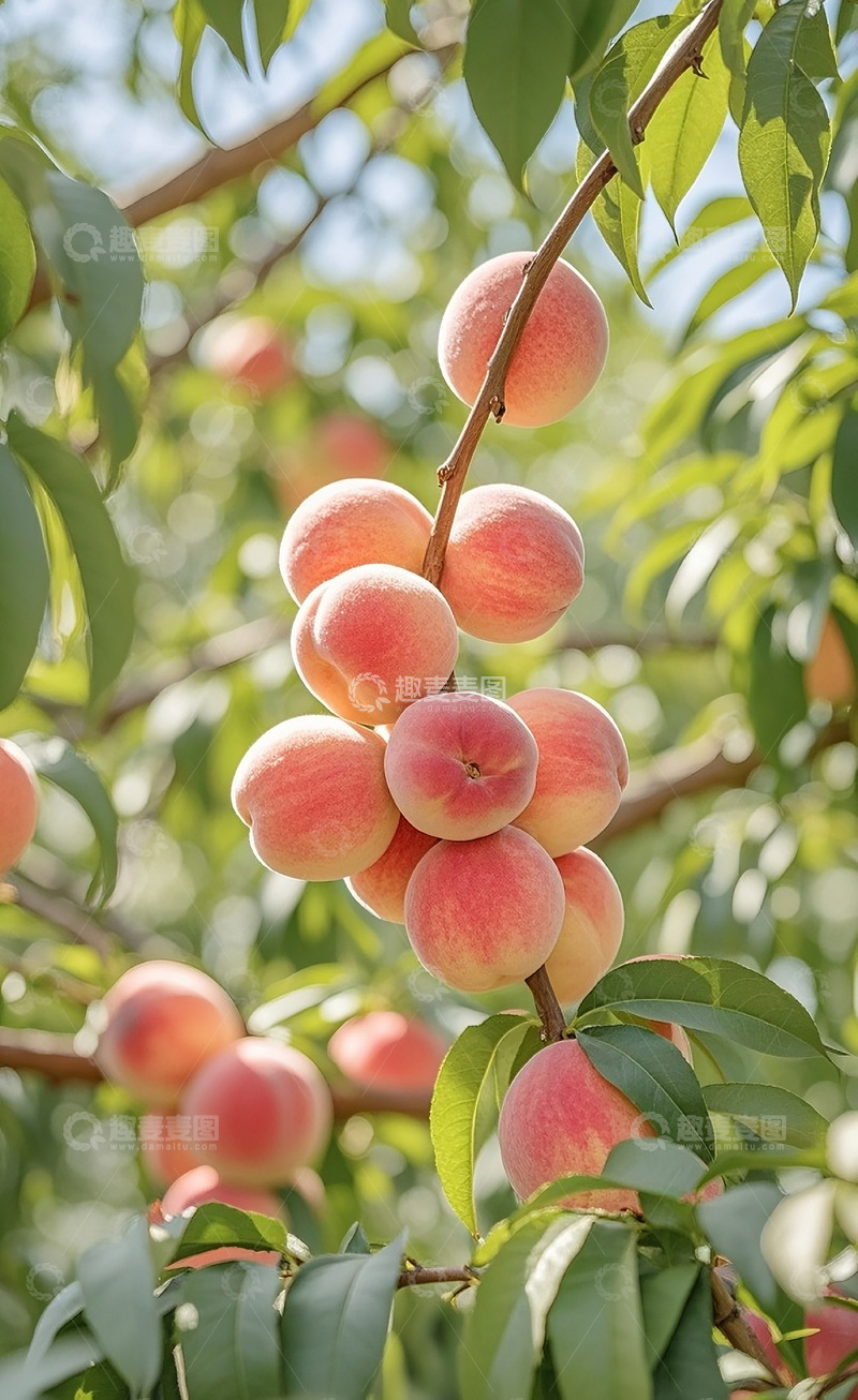 高清大图下载【趣麦麦图】新鲜的水蜜桃21