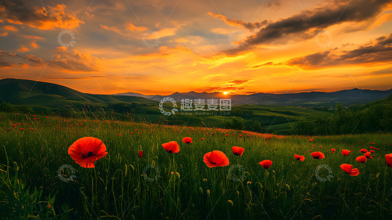 高清大图下载【趣麦麦图】色彩浓烈的山间花草美景4