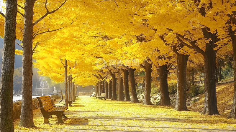 高清大图下载【趣麦麦图】金秋公园黄叶美景