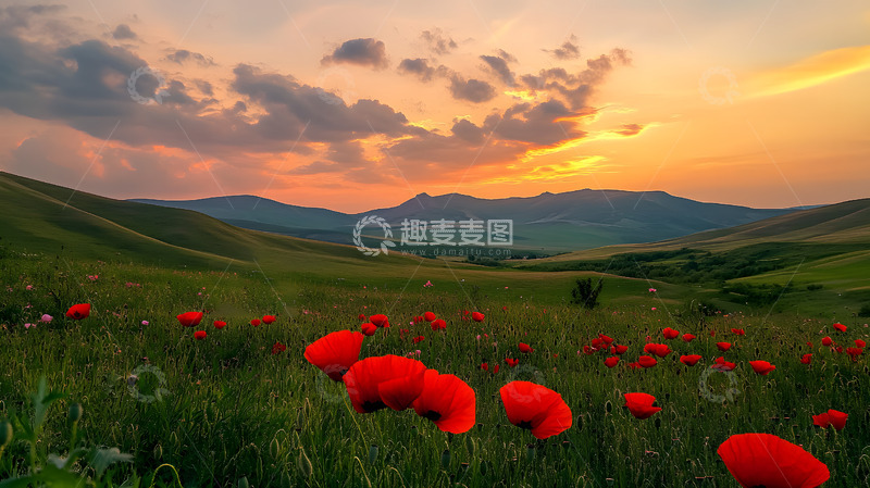 高清大图下载【趣麦麦图】色彩浓烈的山间花草美景2