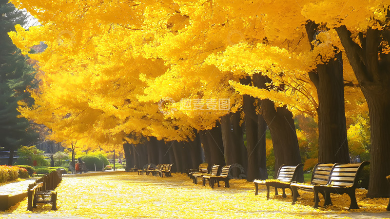 高清大图下载【趣麦麦图】金秋公园黄叶美景2