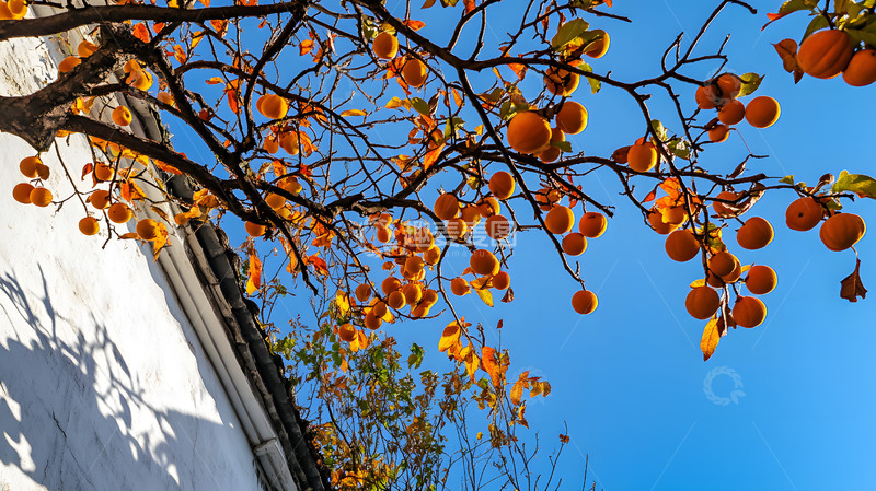 秋天中式建筑前的柿子树1