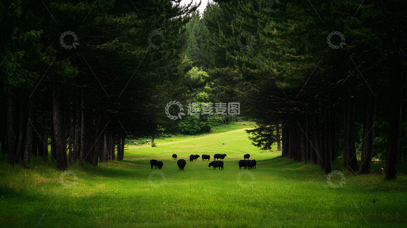 高清大图下载【趣麦麦图】绿色森林羊群美景1