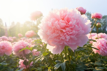 盛开的千层牡丹花