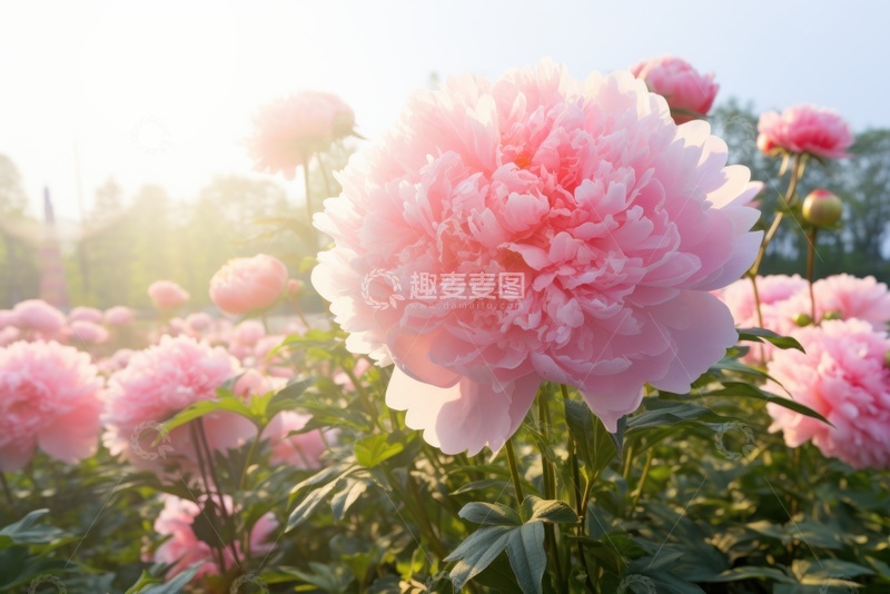 高清大图下载【趣麦麦图】盛开的千层牡丹花