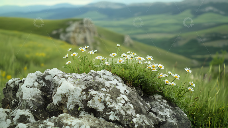 高清大图下载【趣麦麦图】山崖上的小雏菊1