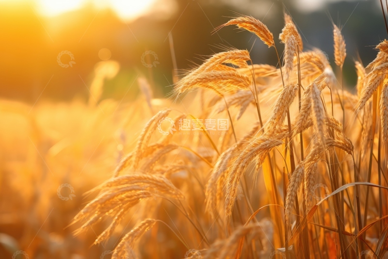 高清大图下载【趣麦麦图】一片金色的麦田1
