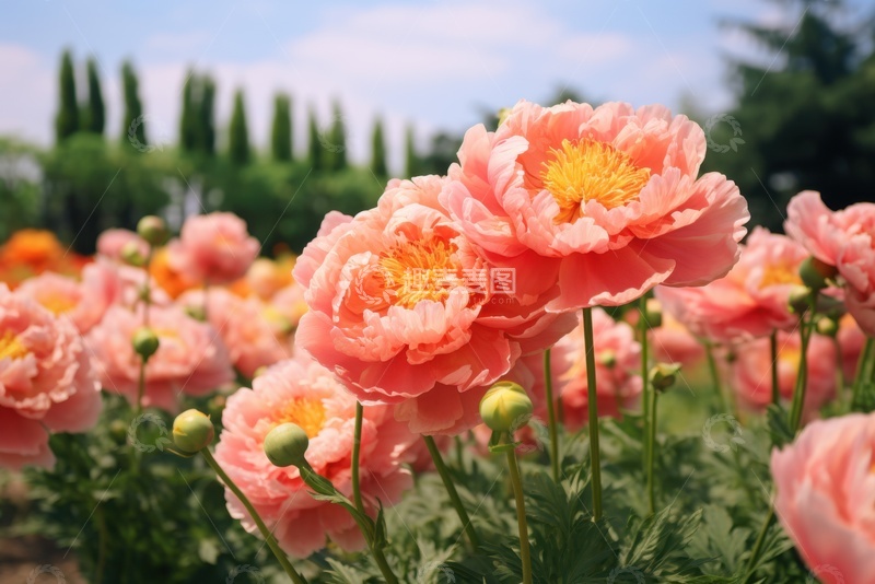 高清大图下载【趣麦麦图】盛开的粉橘色牡丹