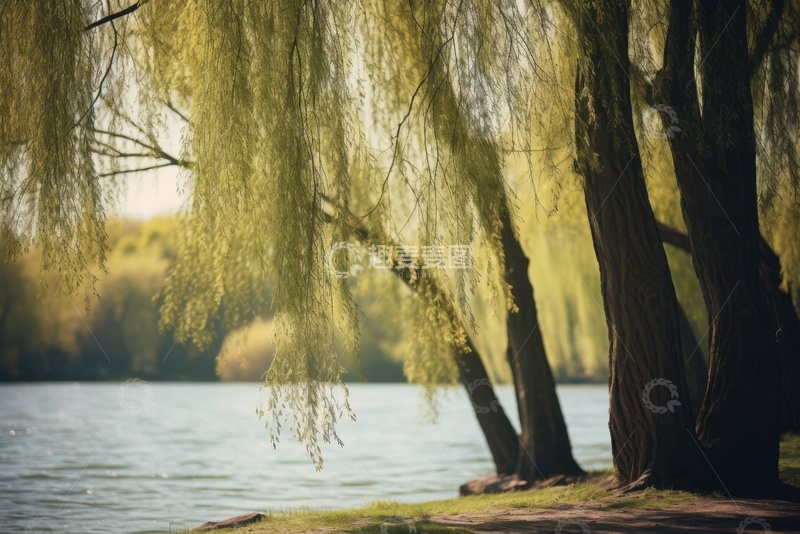 高清大图下载【趣麦麦图】湖水边的大柳树