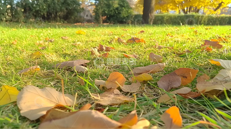 高清大图下载【趣麦麦图】秋天公园草地上的落叶3