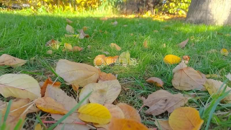 秋天公园草地上的落叶1