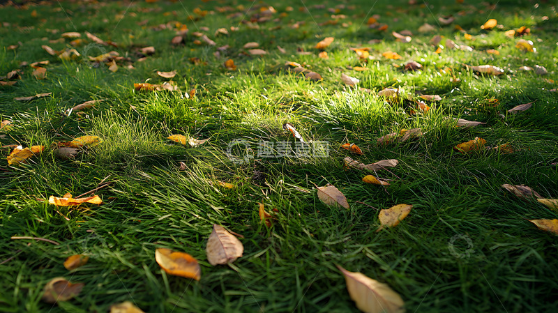 高清大图下载【趣麦麦图】秋天公园草地上的落叶