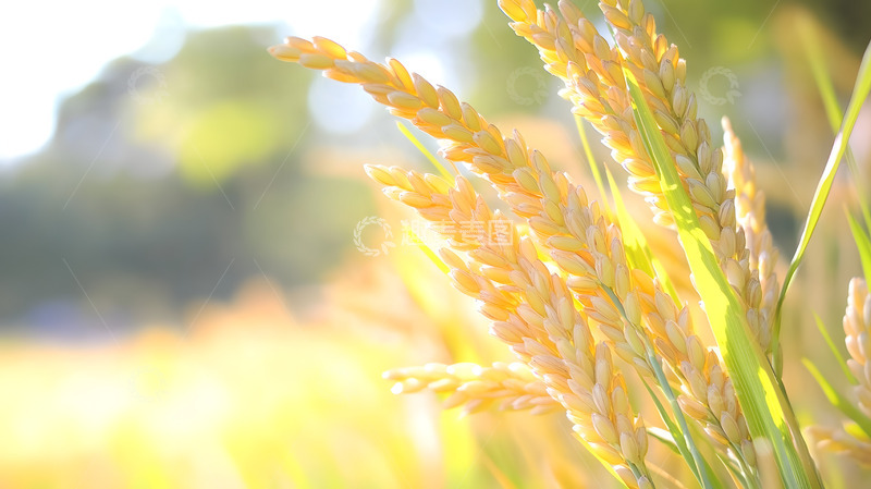 高清大图下载【趣麦麦图】金黄色的稻穗2