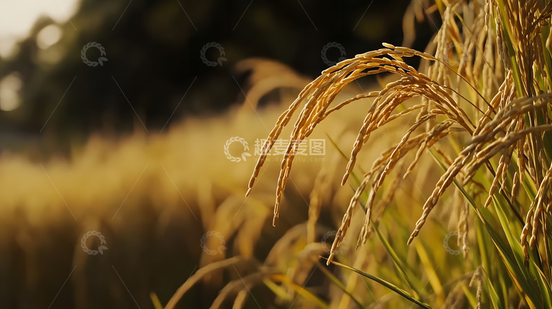 高清大图下载【趣麦麦图】金黄色的稻穗1