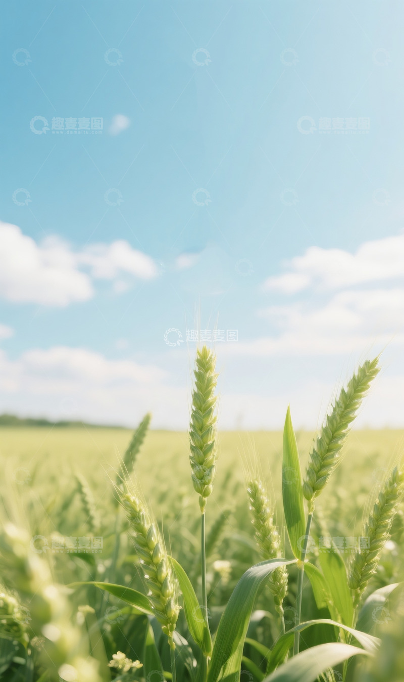 高清大图下载【趣麦麦图】麦穗稻田风景图