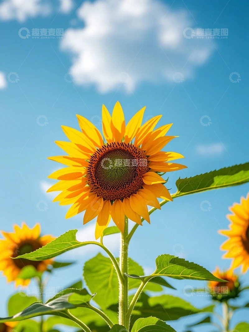 高清大图下载【趣麦麦图】蓝天下的希望之花3