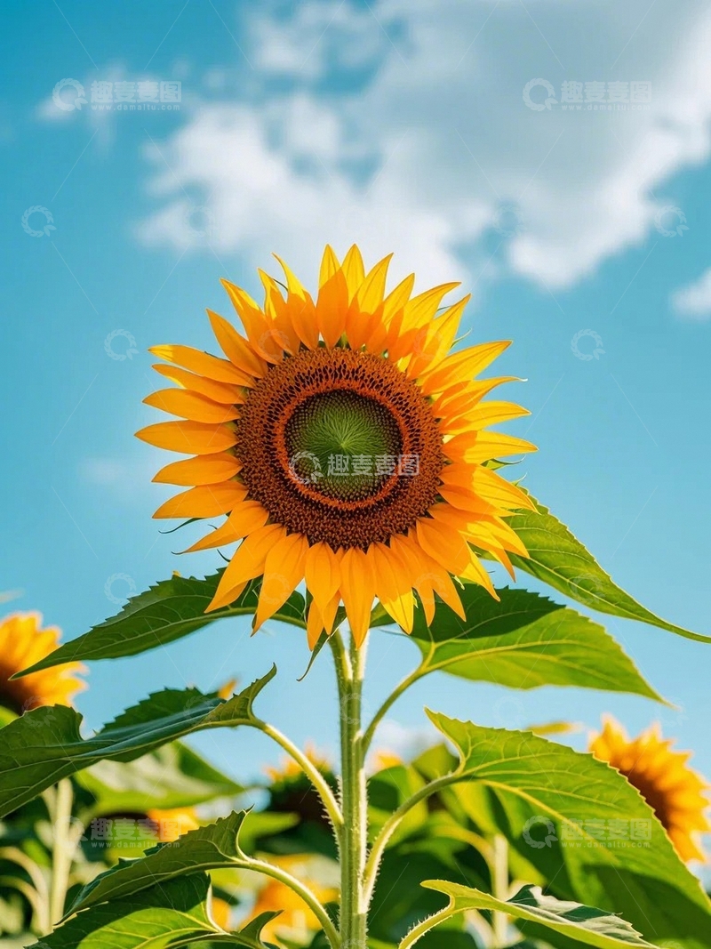 高清大图下载【趣麦麦图】蓝天下的希望之花4