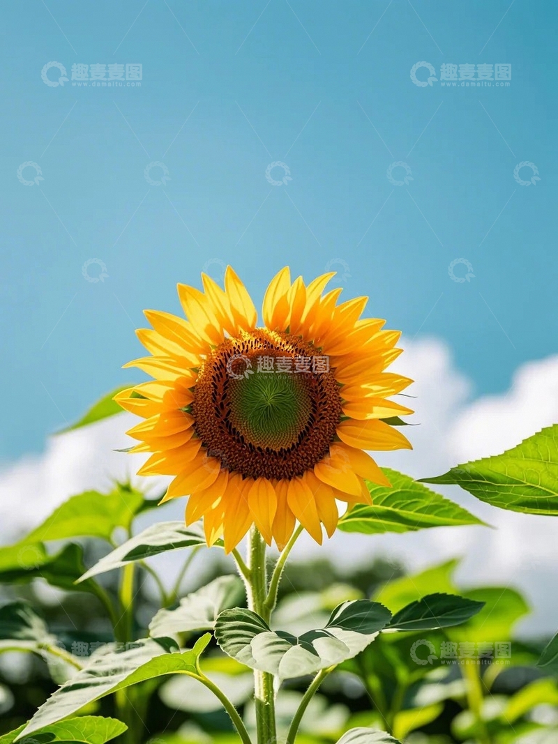 高清大图下载【趣麦麦图】蓝天下的希望之花2