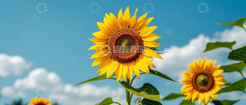 高清大图下载【趣麦麦图】蓝天下的希望之花