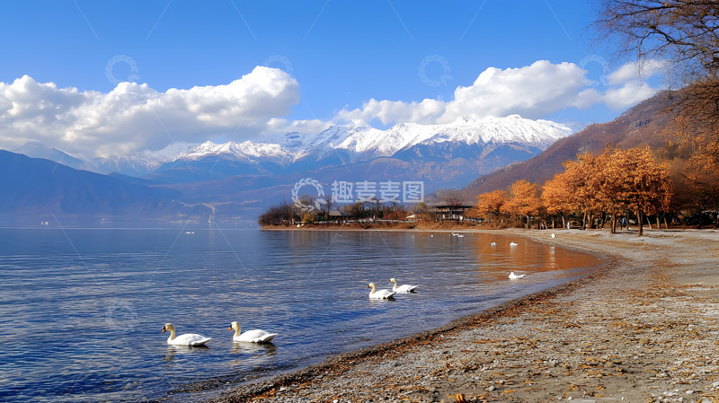 高清大图下载【趣麦麦图】湖泊河流上的白天鹅1