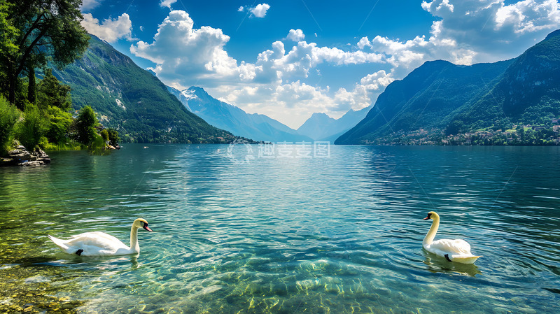 高清大图下载【趣麦麦图】湖泊河流上的白天鹅3