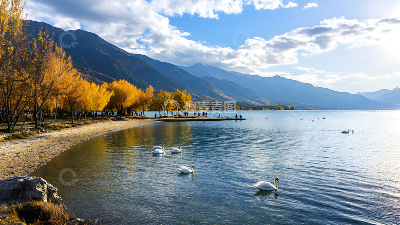 高清大图下载【趣麦麦图】湖泊河流上的白天鹅2