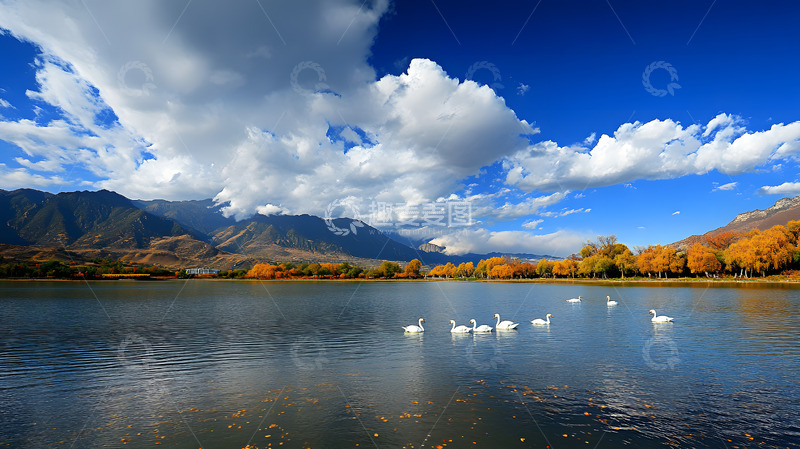 高清大图下载【趣麦麦图】湖泊河流上的白天鹅4