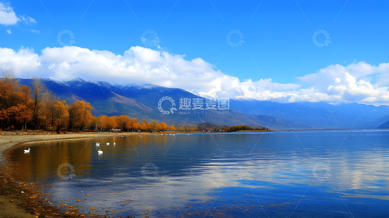 高清大图下载【趣麦麦图】湖泊河流上的白天鹅