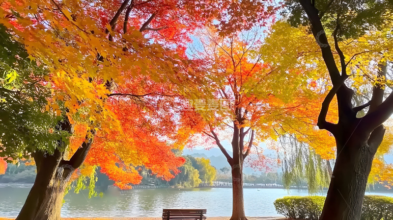 高清大图下载【趣麦麦图】秋天的红叶1