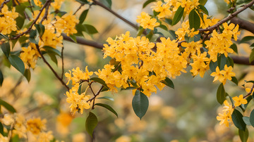 秋天的黄色花树