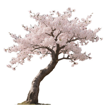 盛开的樱花树平面设计素材