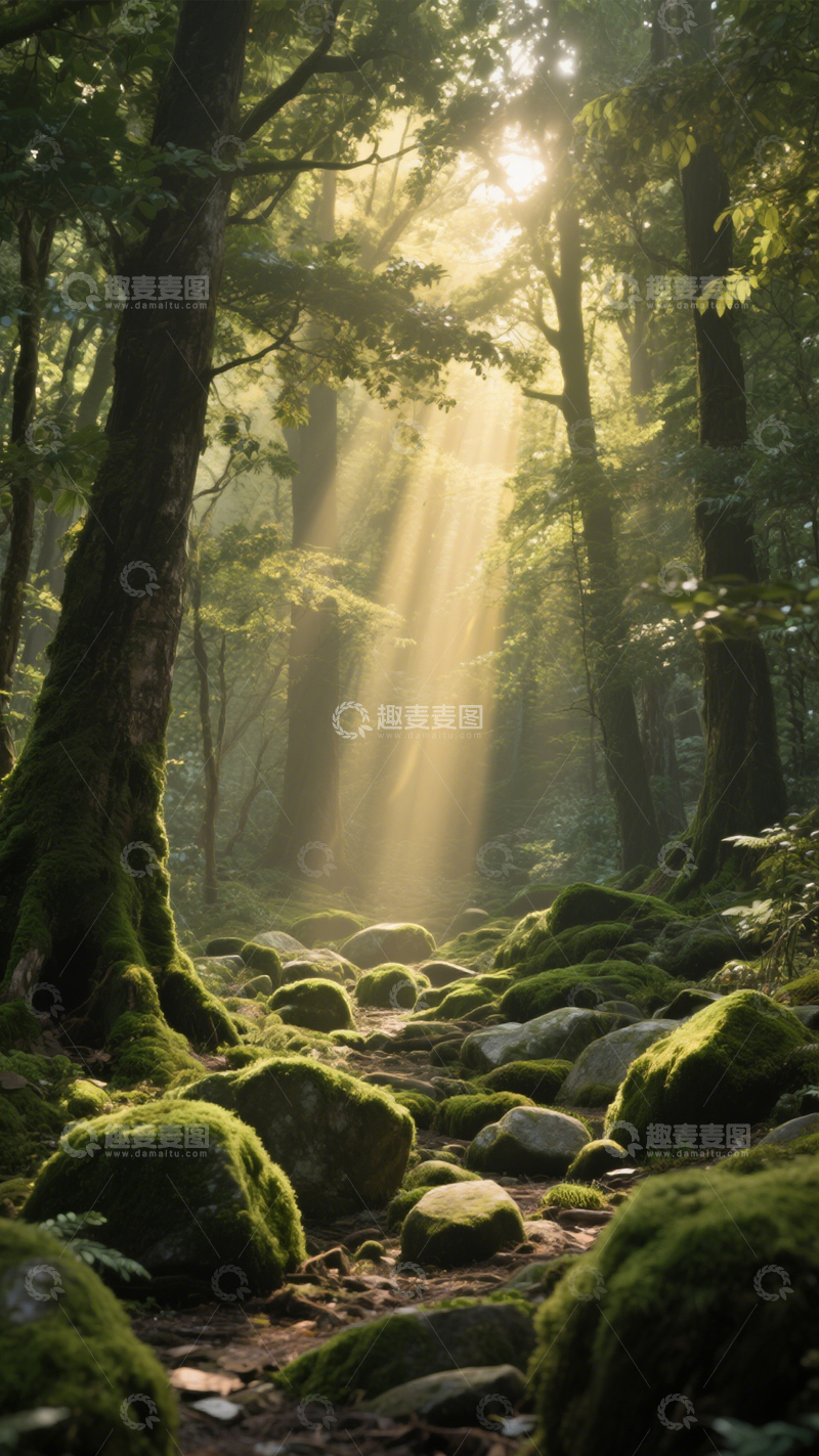 高清大图下载【趣麦麦图】森林阳光自然实景