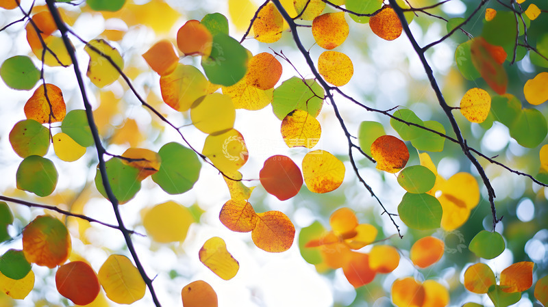 高清大图下载【趣麦麦图】秋天彩色的枝叶7