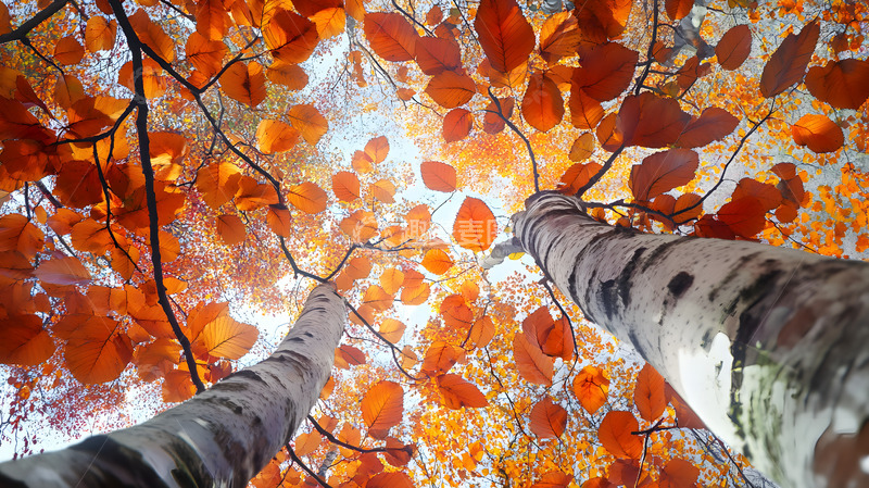 秋天彩色的枝叶
