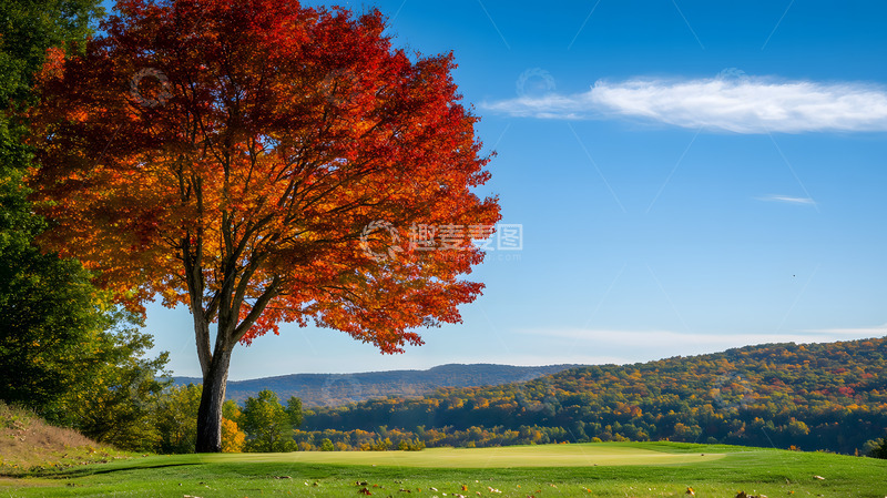 高清大图下载【趣麦麦图】秋天的大树