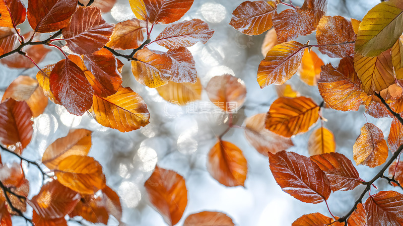 秋天彩色的枝叶4